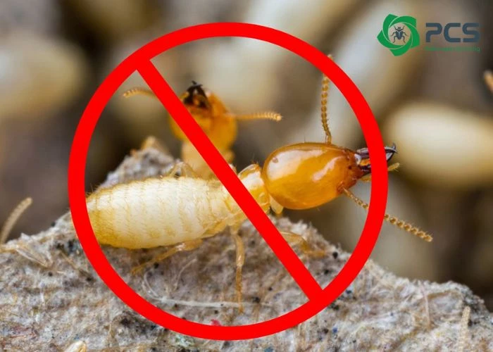 Vì sao bạn cần dịch vụ diệt mối chuyên nghiệp tại Biên Hòa?